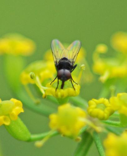 Réf. 237 817 : Azelia monodactyla